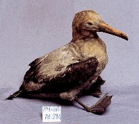 短尾信天翁藏品圖，第3張